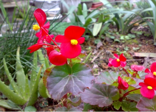 cay-hoa-thu-hai-duong-giong